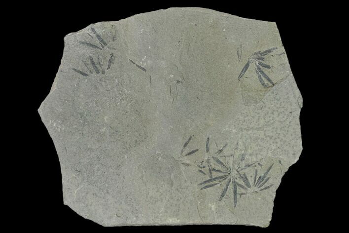 Pennsylvanian Fossil Horsetail (Annularia) Plate - Kentucky #158836